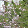 舞桜
