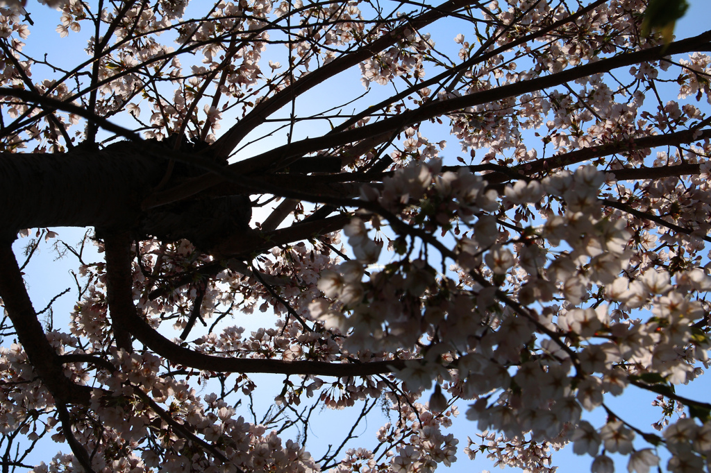 桜ノ屋根ノ下デ