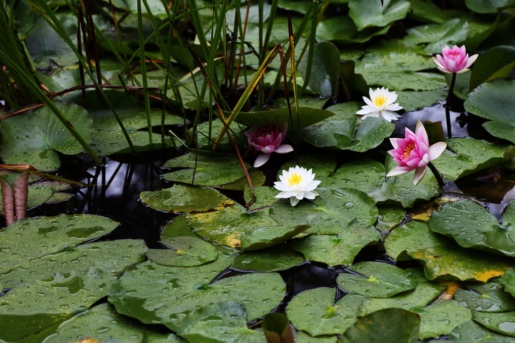 雨の日flowers -3-