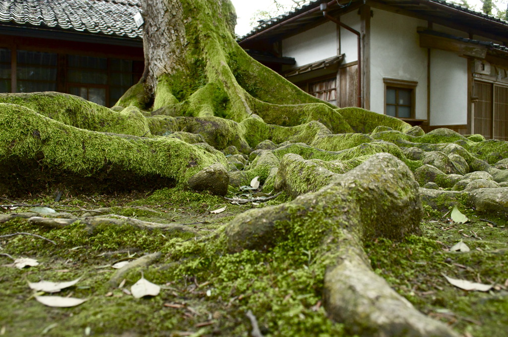 根強く