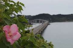 チャレンジ角島大橋３