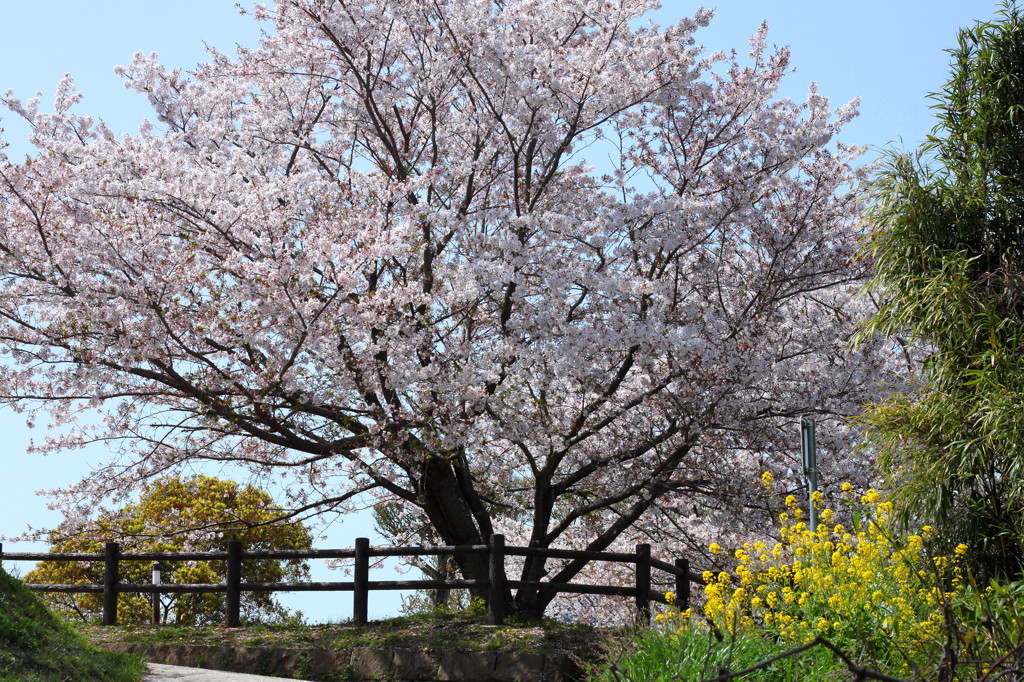 菜の花と桜