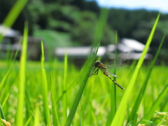 夏の風景