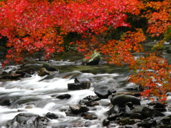 清流と紅葉