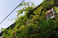路地見上げれば