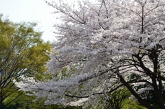 2011-04-10_0060_01