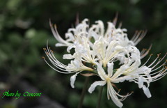 天上の花（白）