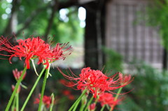 天上の花（朱）