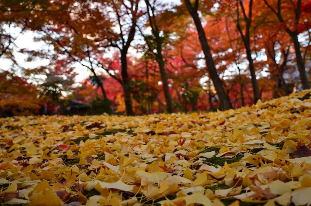 銀杏の庭