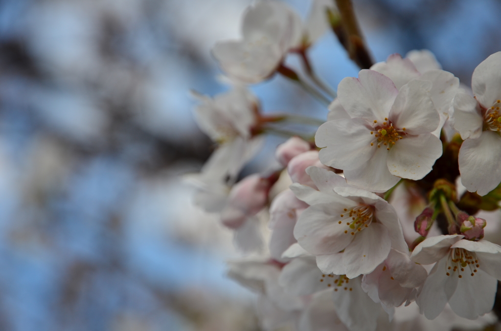 開花