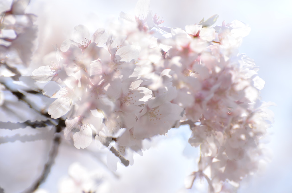 桜