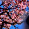水面桜