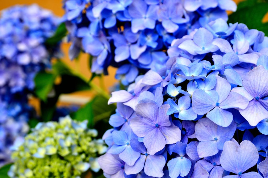 紫陽花