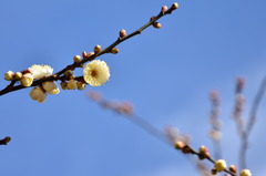 梅の花