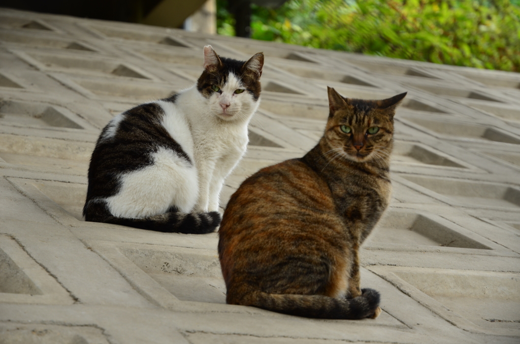 二匹の猫