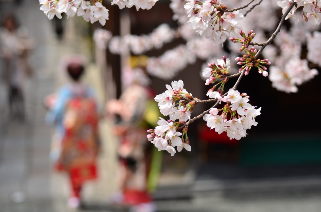 桜と舞妓