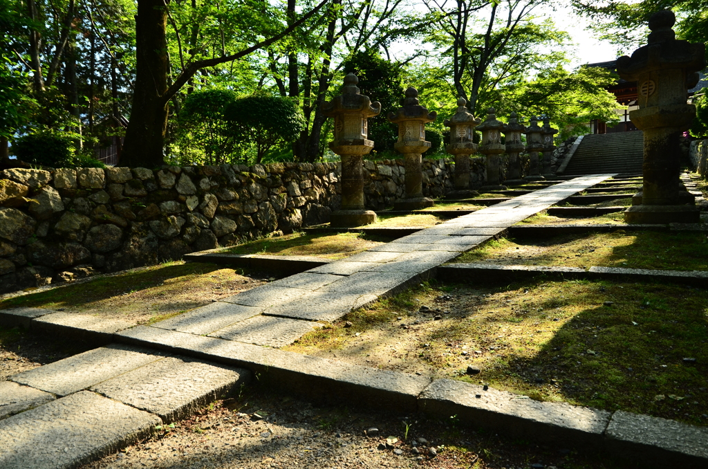 新緑の道