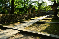新緑の道