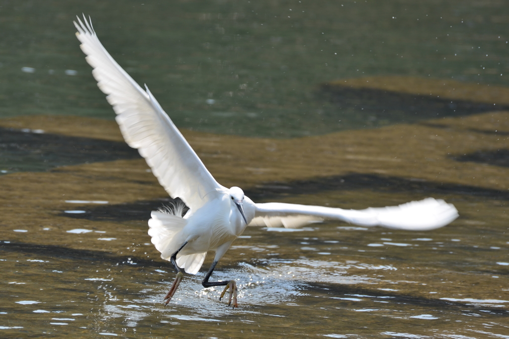 飛び立つ鳥