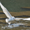 飛び立つ鳥