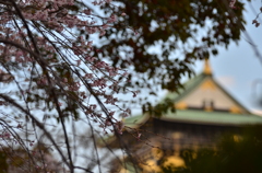 桜と大阪城