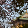 桜と大阪城