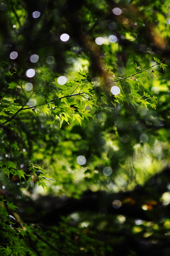 雨上りの雫