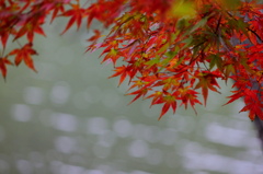 湖畔の煌き
