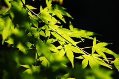 木陰