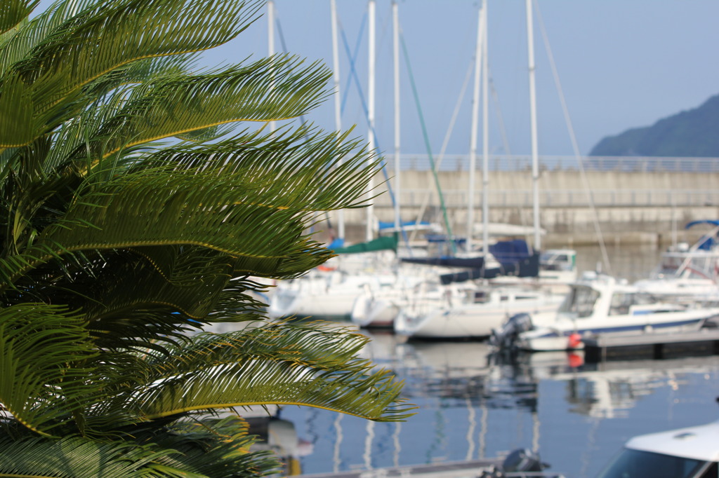 ヨットハーバーにて