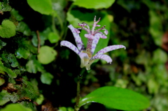 緑を泳ぐ熱帯魚