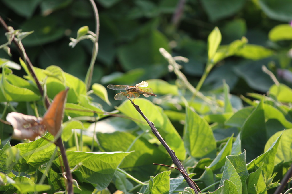 残暑とんぼ