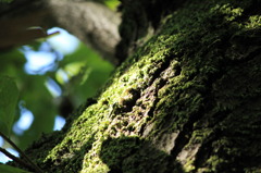 木漏れ日に照らされて