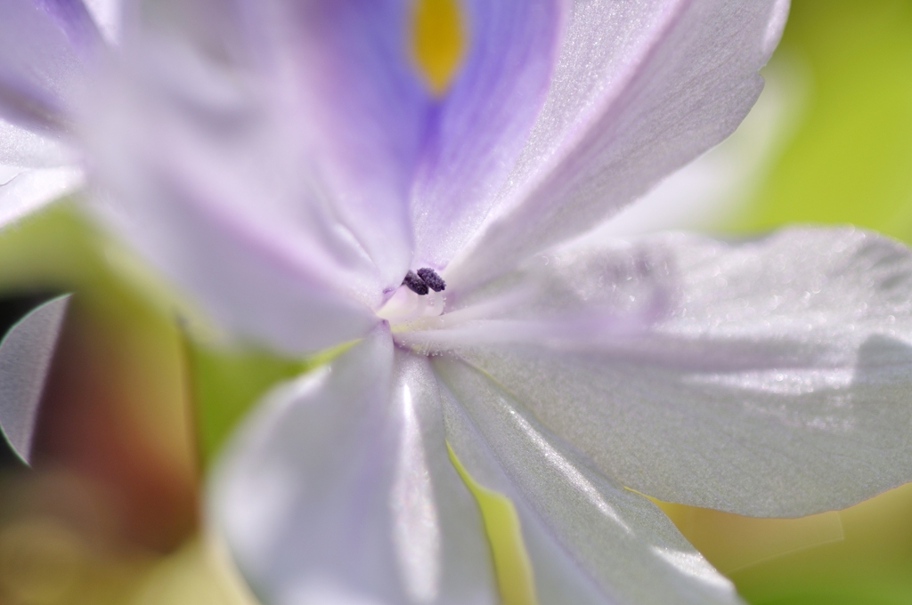 水瓶に咲く花