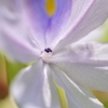 水瓶に咲く花