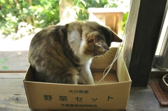 産地直送