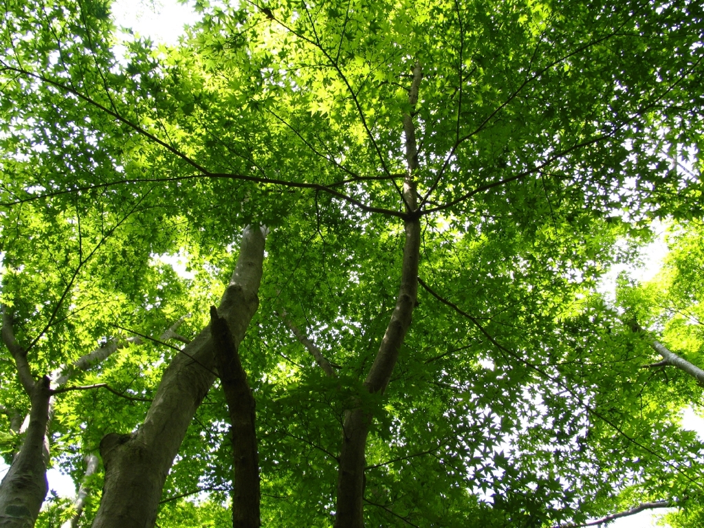 元気をくれる木