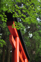 もみじと鳥居