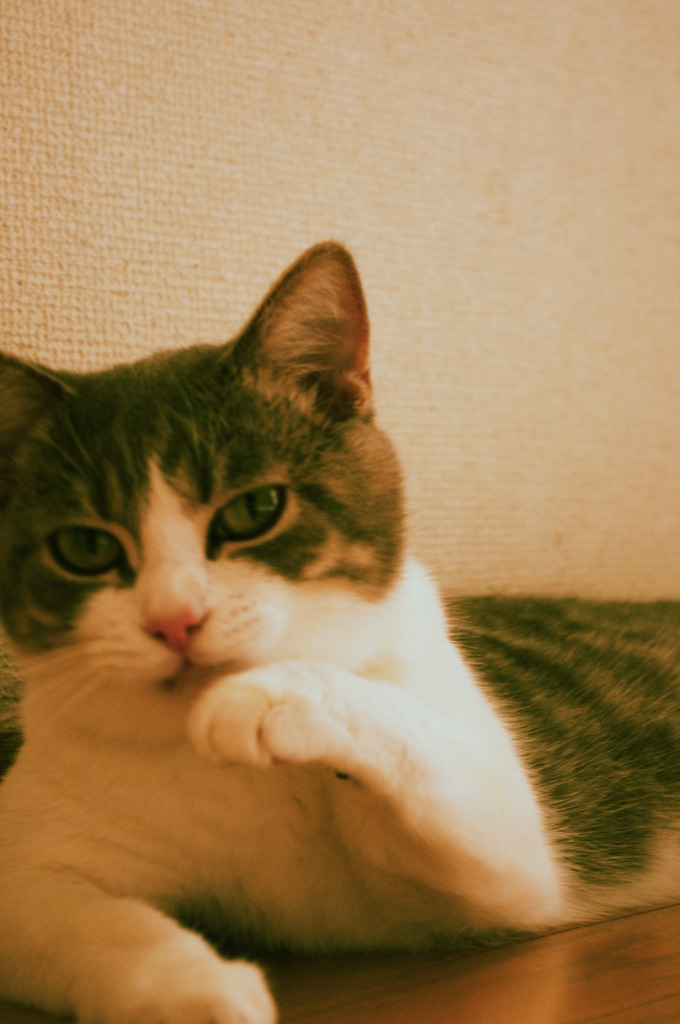 100819－にゃんだおい