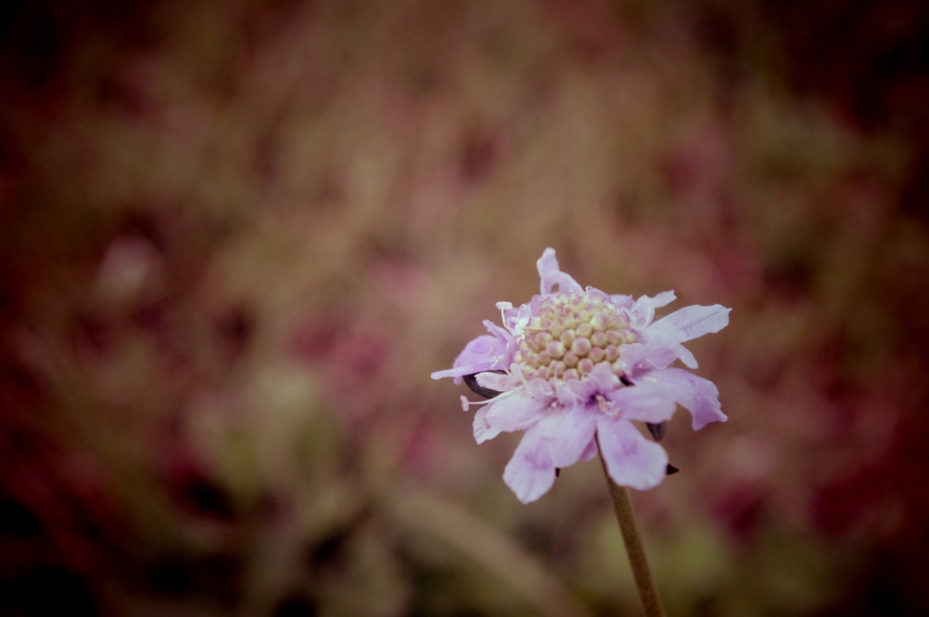 100825－お花