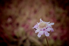 100825－お花