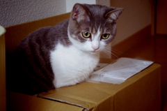 in the box