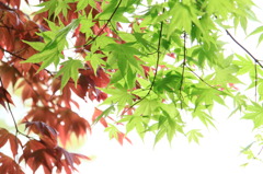 楓