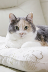 くつろぐ猫