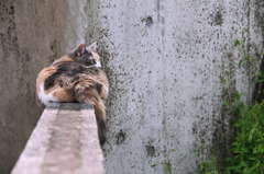 遠くを見つめて