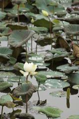 雨の後、一輪の蓮華