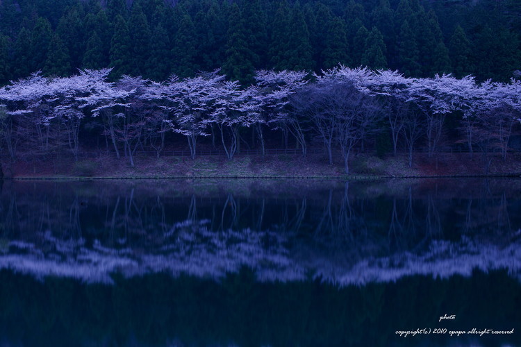 桜色５