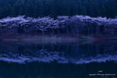 桜色５