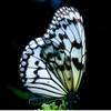 stained-glass