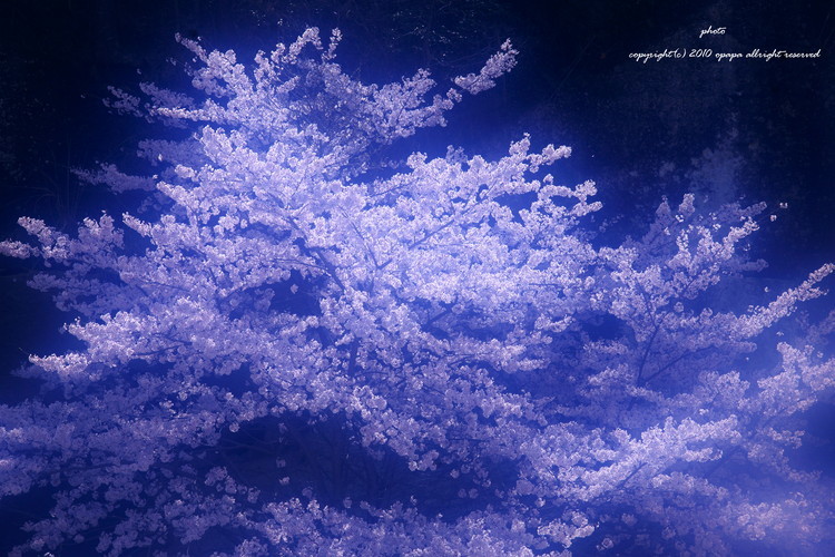 桜色１